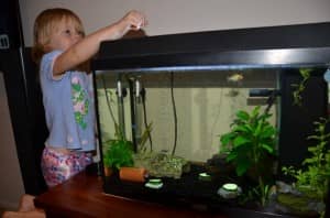 Keeping Pet Fish: Everything you need to know about Fish Care!